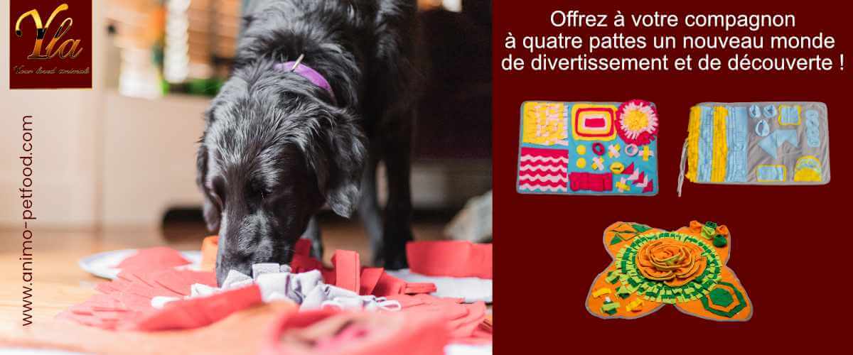 jeux-tapis-d-activite-pour-chien